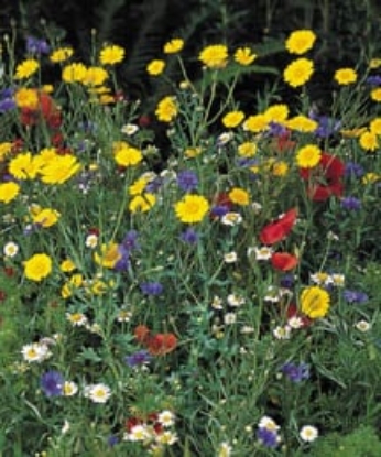 Picture of Wildflower Mixture: Bee And Butterfly 100% Mix
